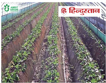 Amrit Krishi grains will prove effective in increasing disease resistance.