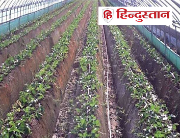 Amrit Krishi grains will prove effective in increasing disease resistance.